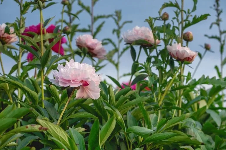 peony-4275045_960_720
